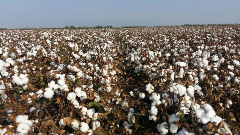 COTTON